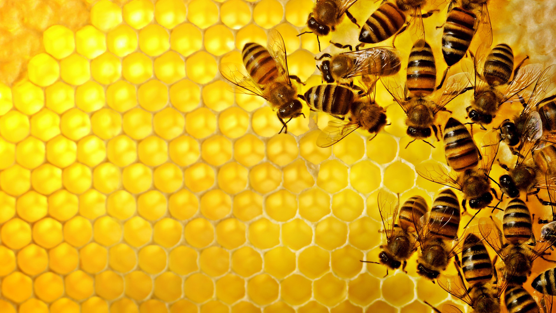  La desaparición de las abejas, catástrofe mundial