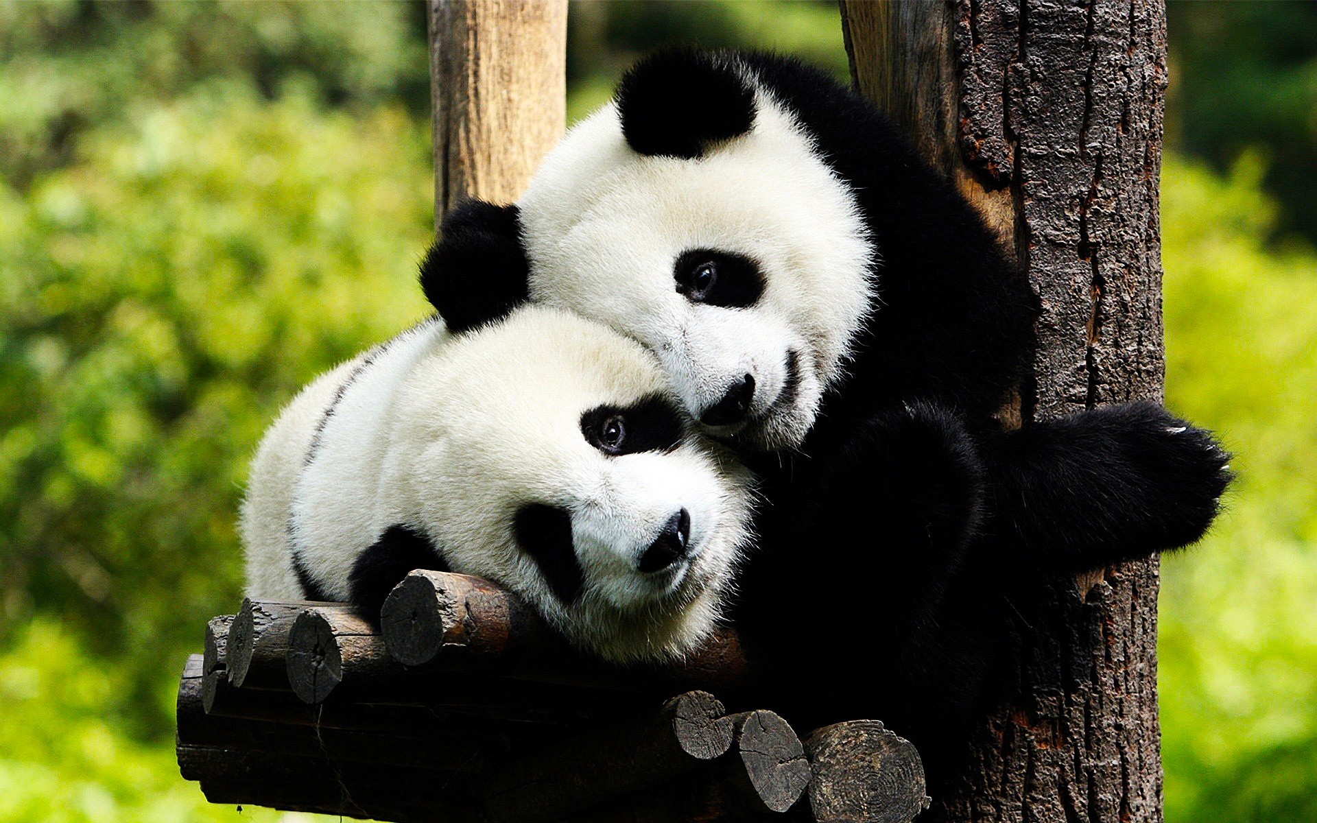  Retiran a los pandas de las especies en peligro de extinción, aunque China no está de acuerdo