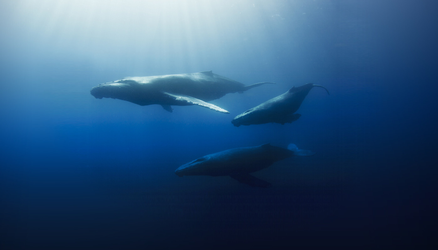  Mayoría de ballenas jorobadas ya no está en peligro de extinción