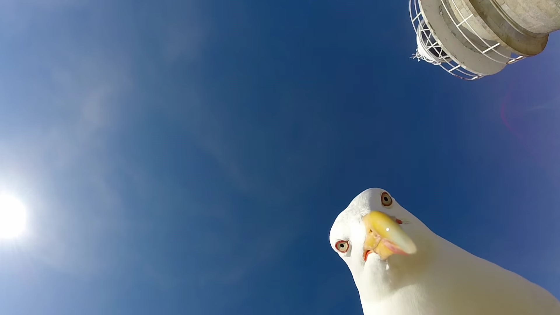  (Video) La grabación de una gaviota que robó cámara GoPro