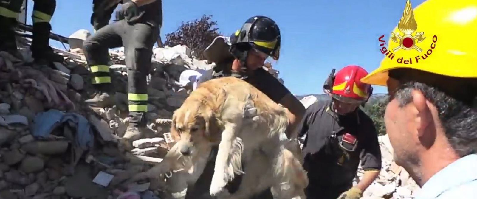  (Video) ‘Romeo’, el perro que sobrevivió 9 días bajo los escombros en Italia