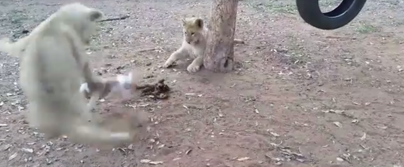  (Video) Se vuelven virales imágenes de perrito defendiendo comida y ahuyentando a cachorros de león