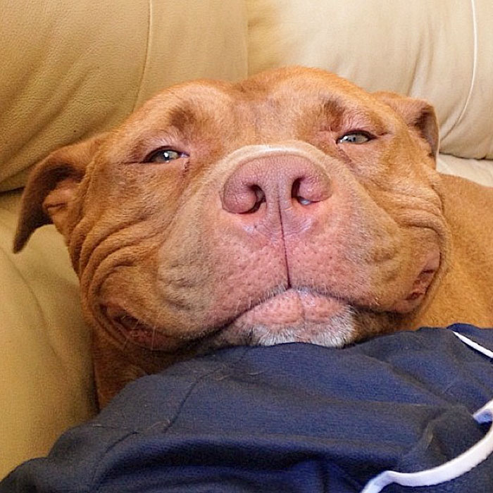  La pitbull que se ha vuelto viral por su sonrisa tras ser adoptada