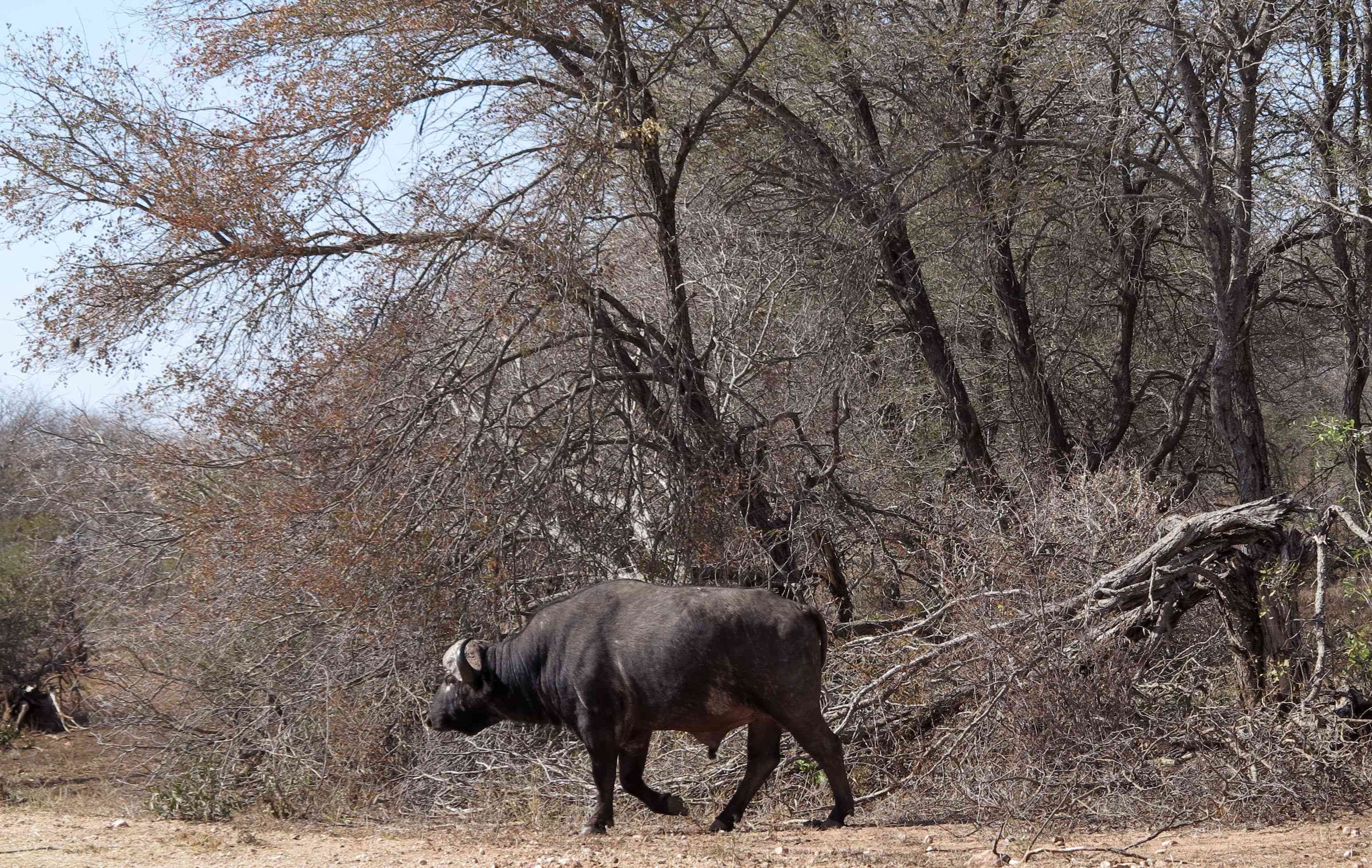  Parque sudafricano sacrifica 350 animales por grave sequía