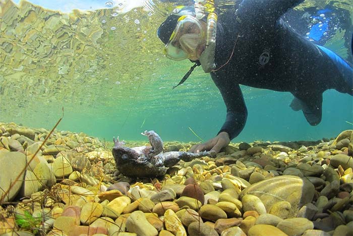  Catástrofe ambiental amenaza al Lago Titicaca: Más de 10 mil ranas muertas