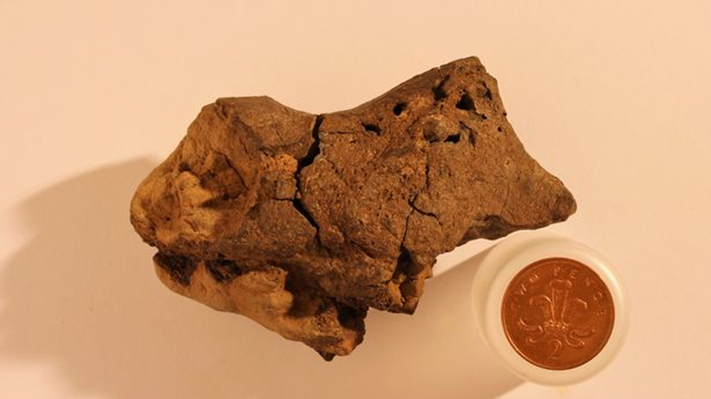  Por primera vez descubren cerebro de dinosaurio fosilizado