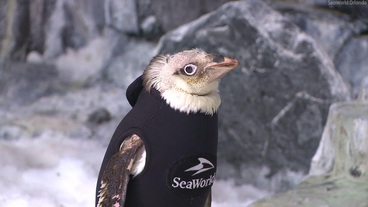  (Video) Wonder Twin, el pingüino que viste traje por la pérdida de plumaje