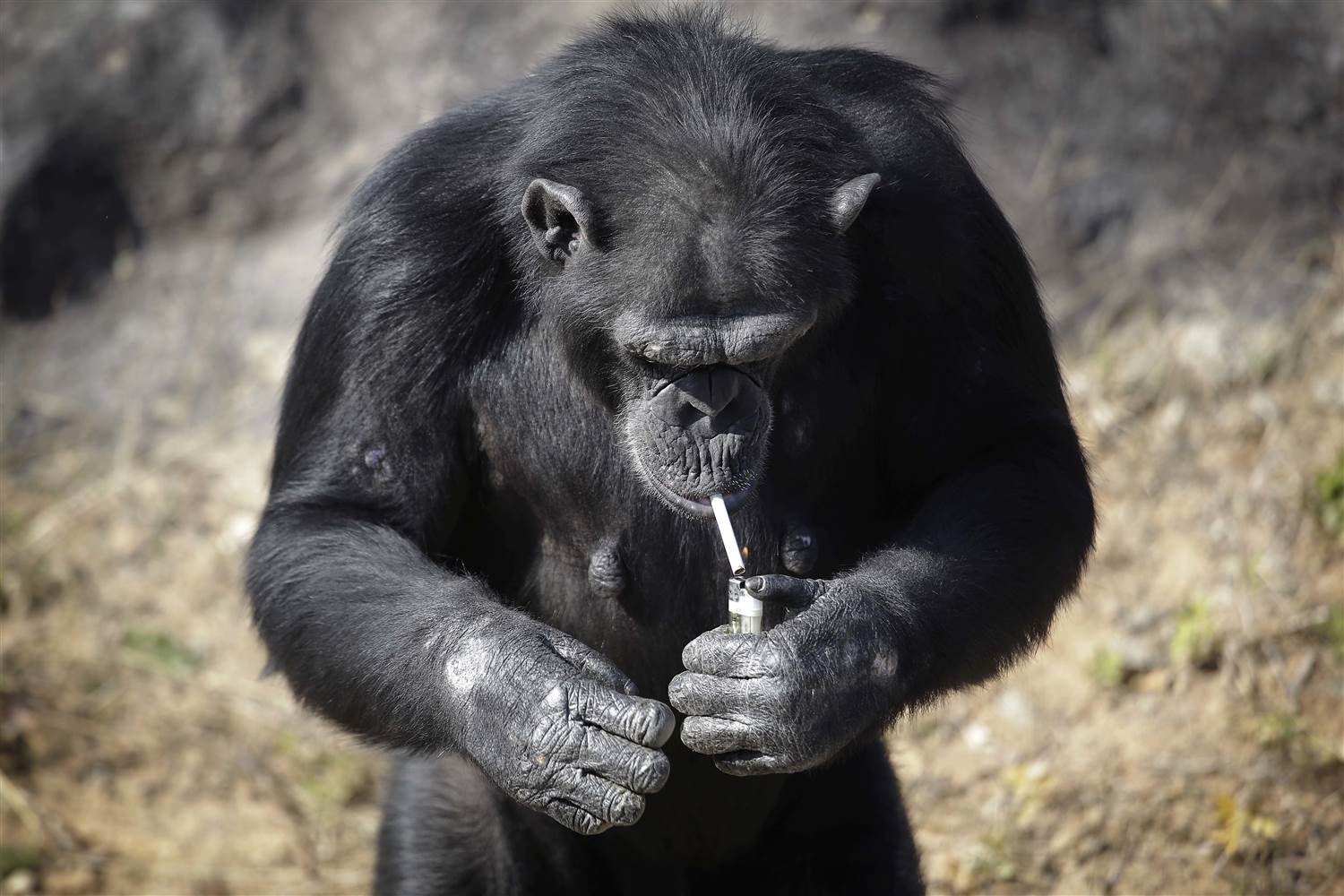  ‘Azalea’, la chimpancé obligada a ser adicta a fumar