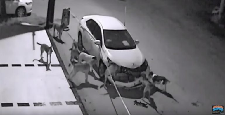  (Video) ‘Banda’ de perros destroza un auto