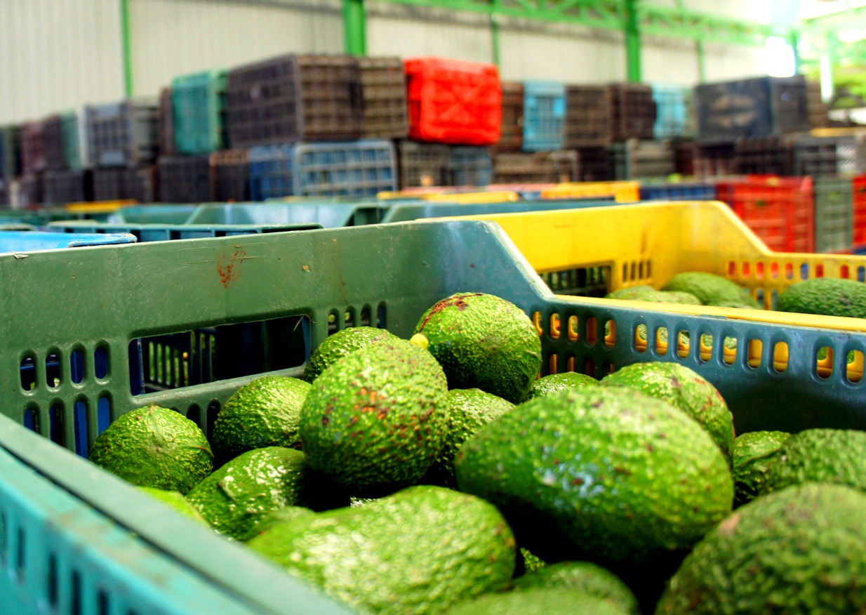  Productores michoacanos impiden salida de aguacate de exportación