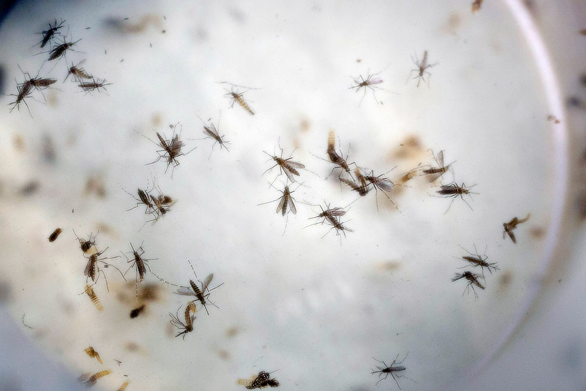  Reportan 122 casos de zika y 610 de dengue en Nuevo León