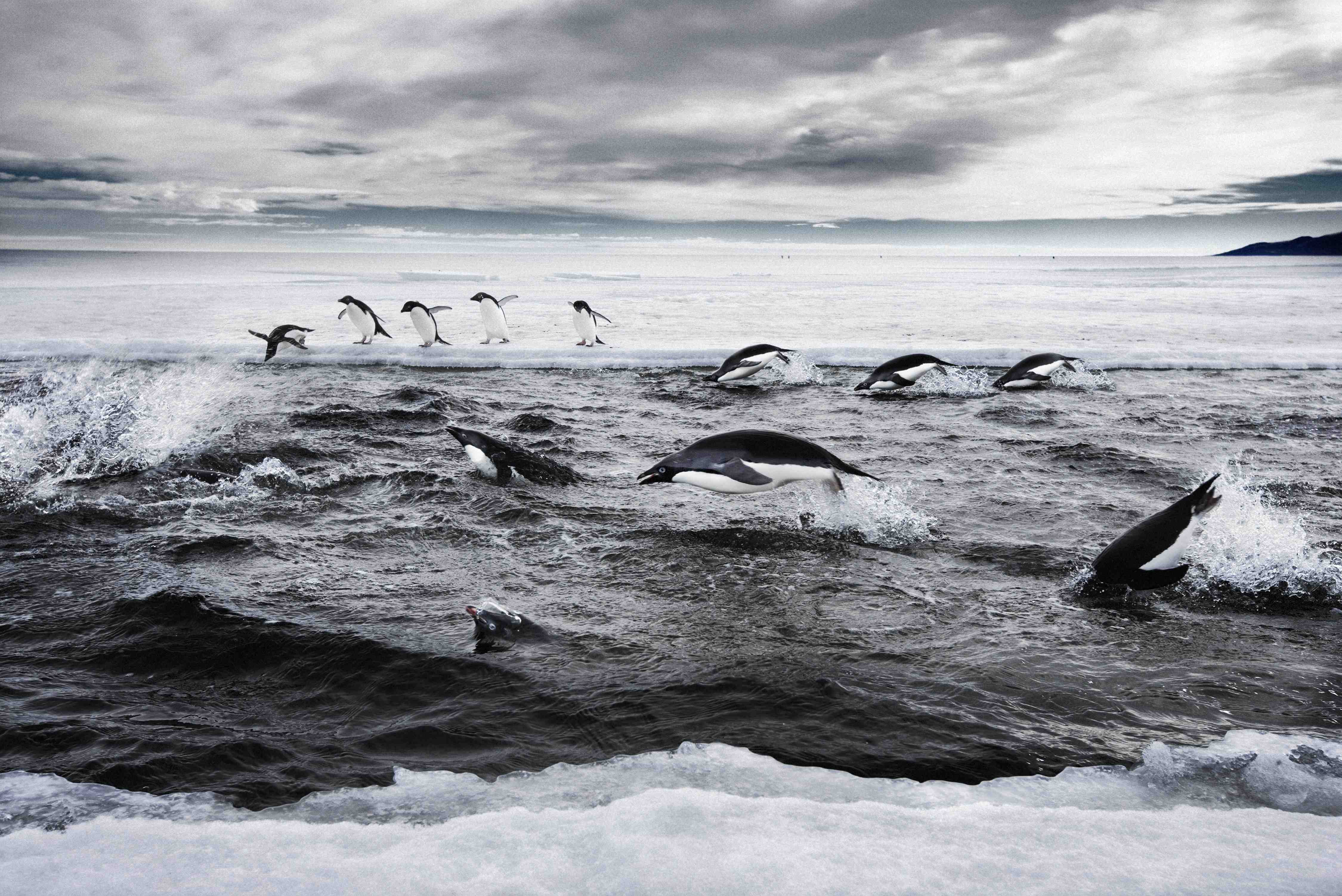  Crean la mayor reserva marina natural en la Antártida