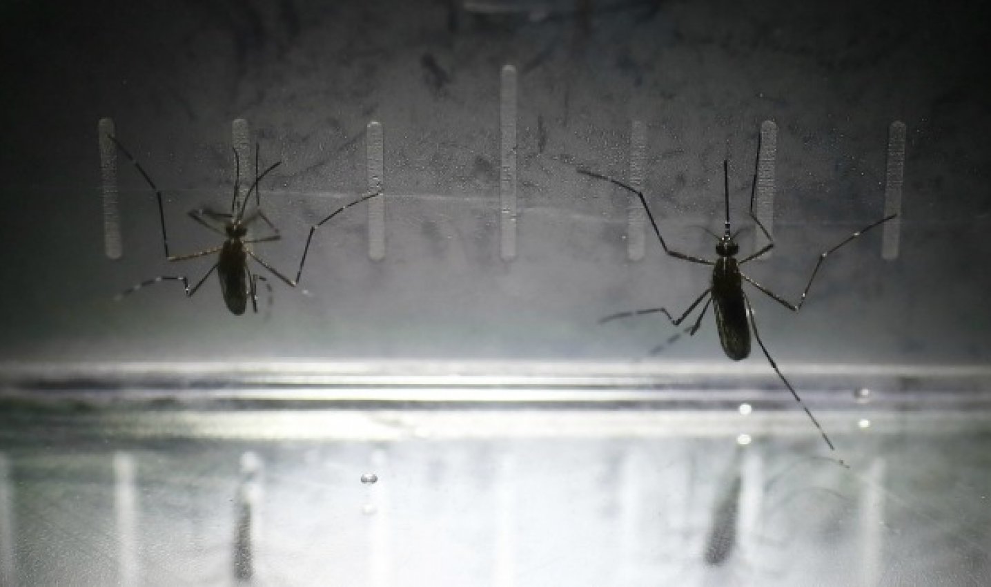  Suman 5 mil 204 casos de zika en México