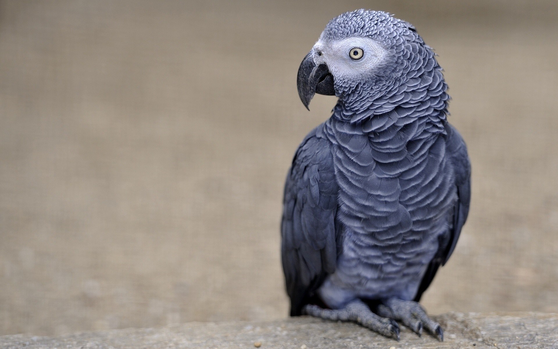  Prohíben el comercio internacional del loro gris, el más popular del mundo