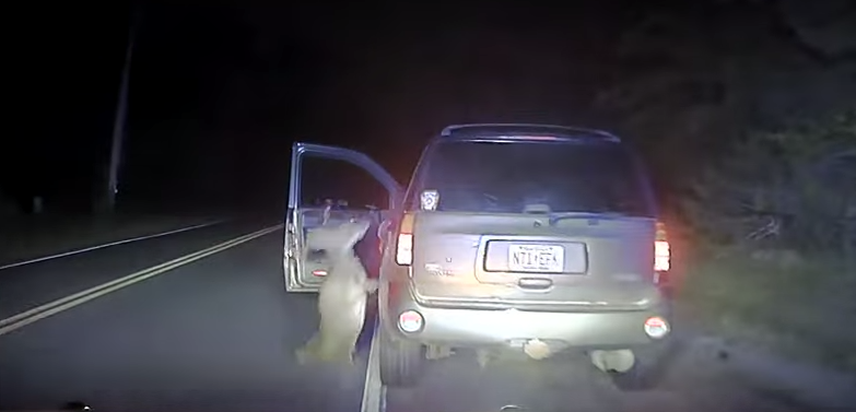  (Video) Captan agresión de venado a conductor que lo atropelló