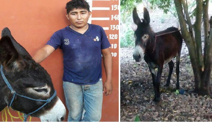  Montan operativo en Yucatán… para rescatar a un burro