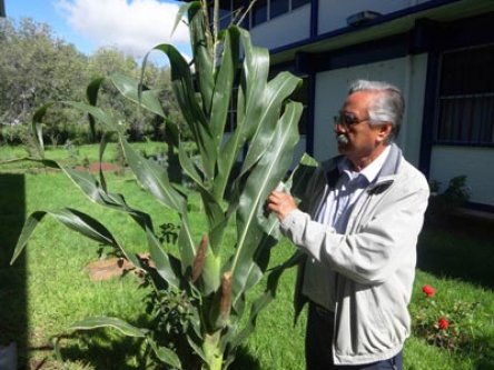  Científicos mexicanos crean 3 tipos de maíz tolerantes a la sequía