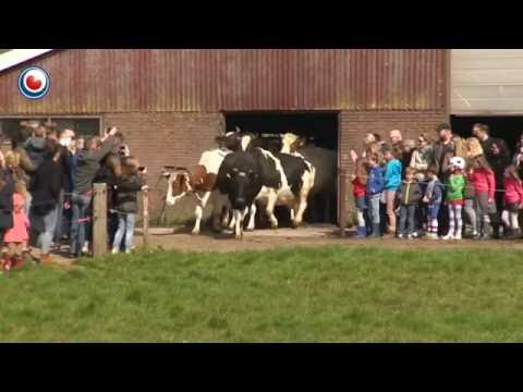  (Video) Liberan vacas luego de 6 meses de prisión y saltan “de felicidad”