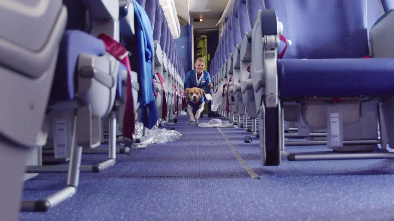  (Video) ‘Sherlock’, el detective canino más tierno de las aerolíneas