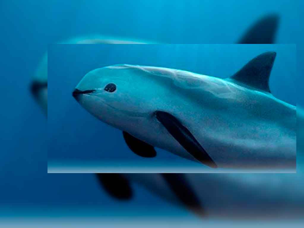  ¿Por qué se está extinguiendo la vaquita marina?