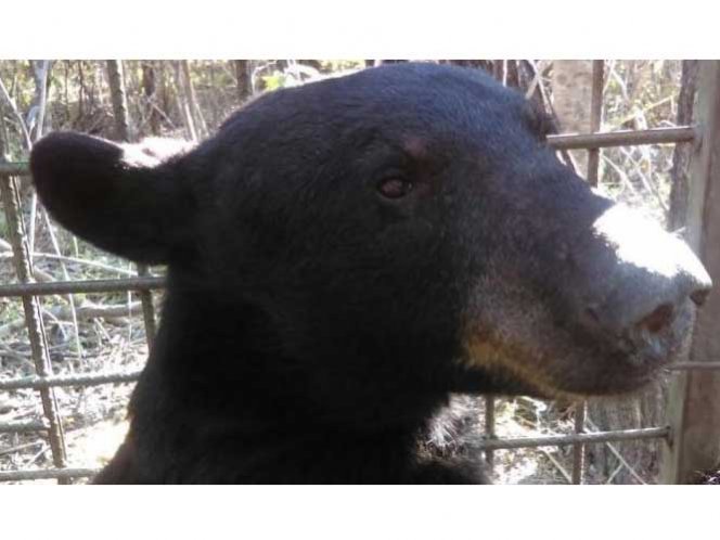  Devuelven a su hábitat a oso negro que recorría Monterrey