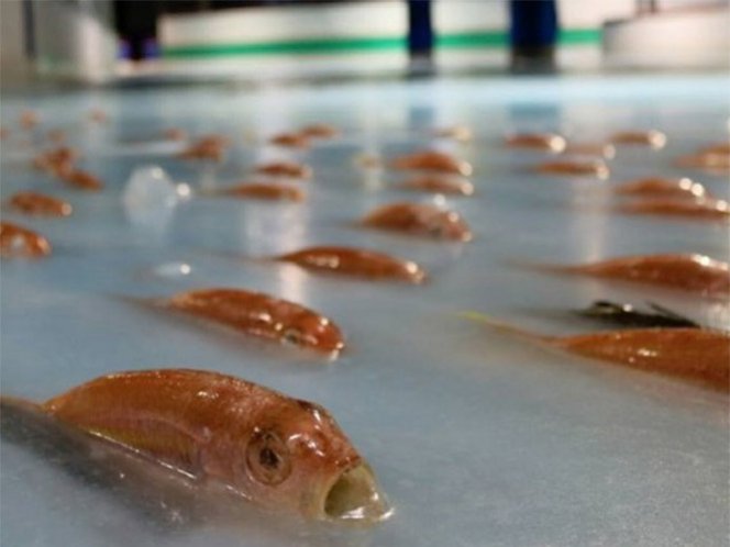  (Video) Cierran pista de patinaje en Japón por congelar 5 mil peces