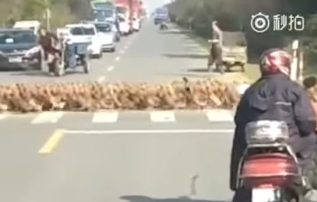  Patos paran el tránsito en China; el video se vuelve viral