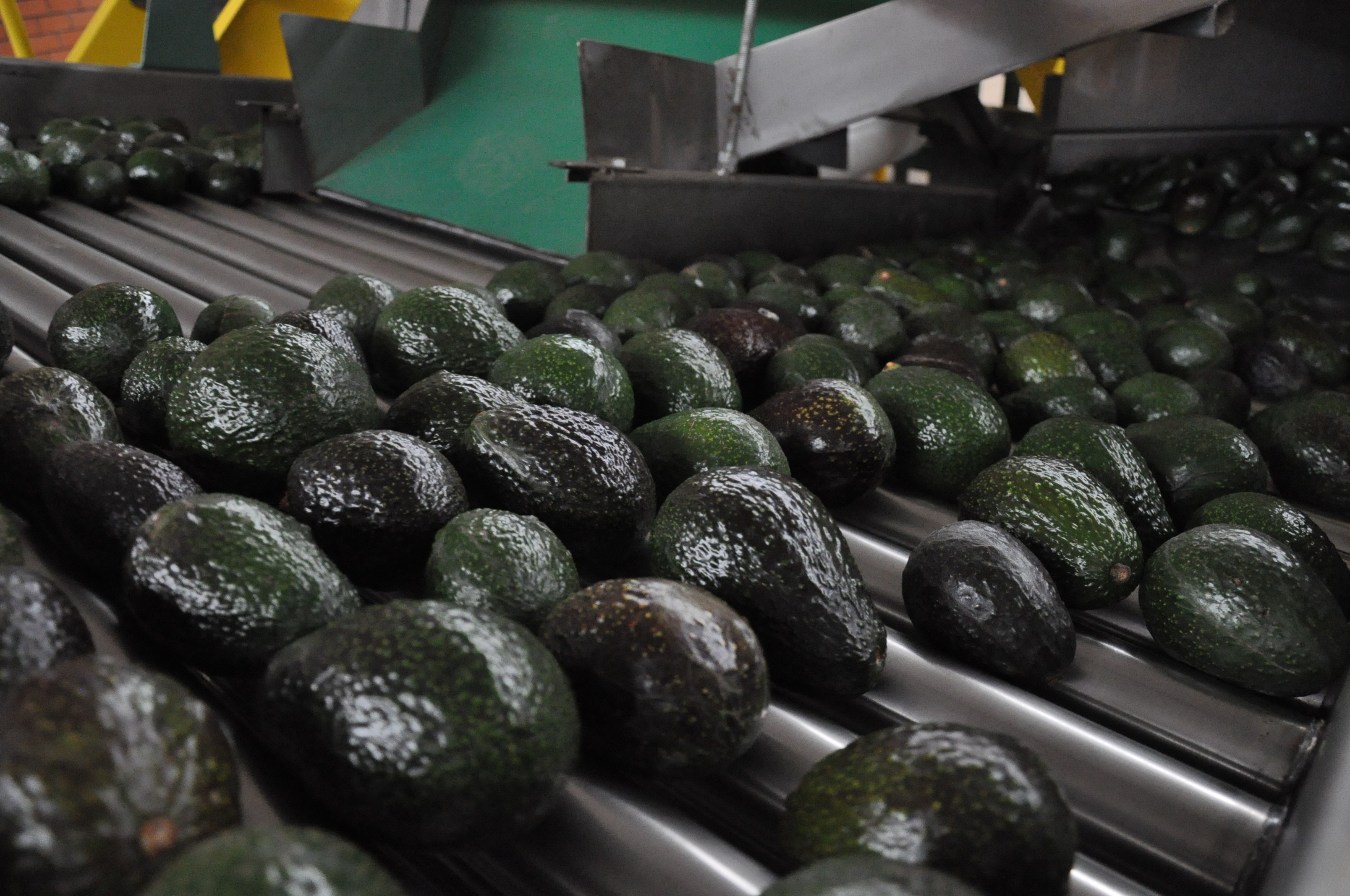  Deforestación por aguacates en México, mayor al pensado