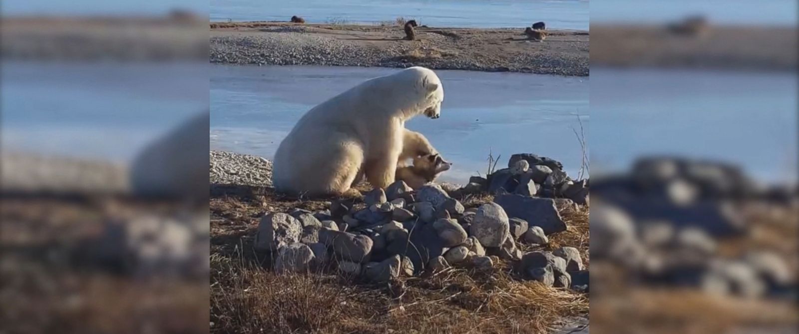 (Video) Oso polar sorprende a internautas al acariciar a perro de trineo