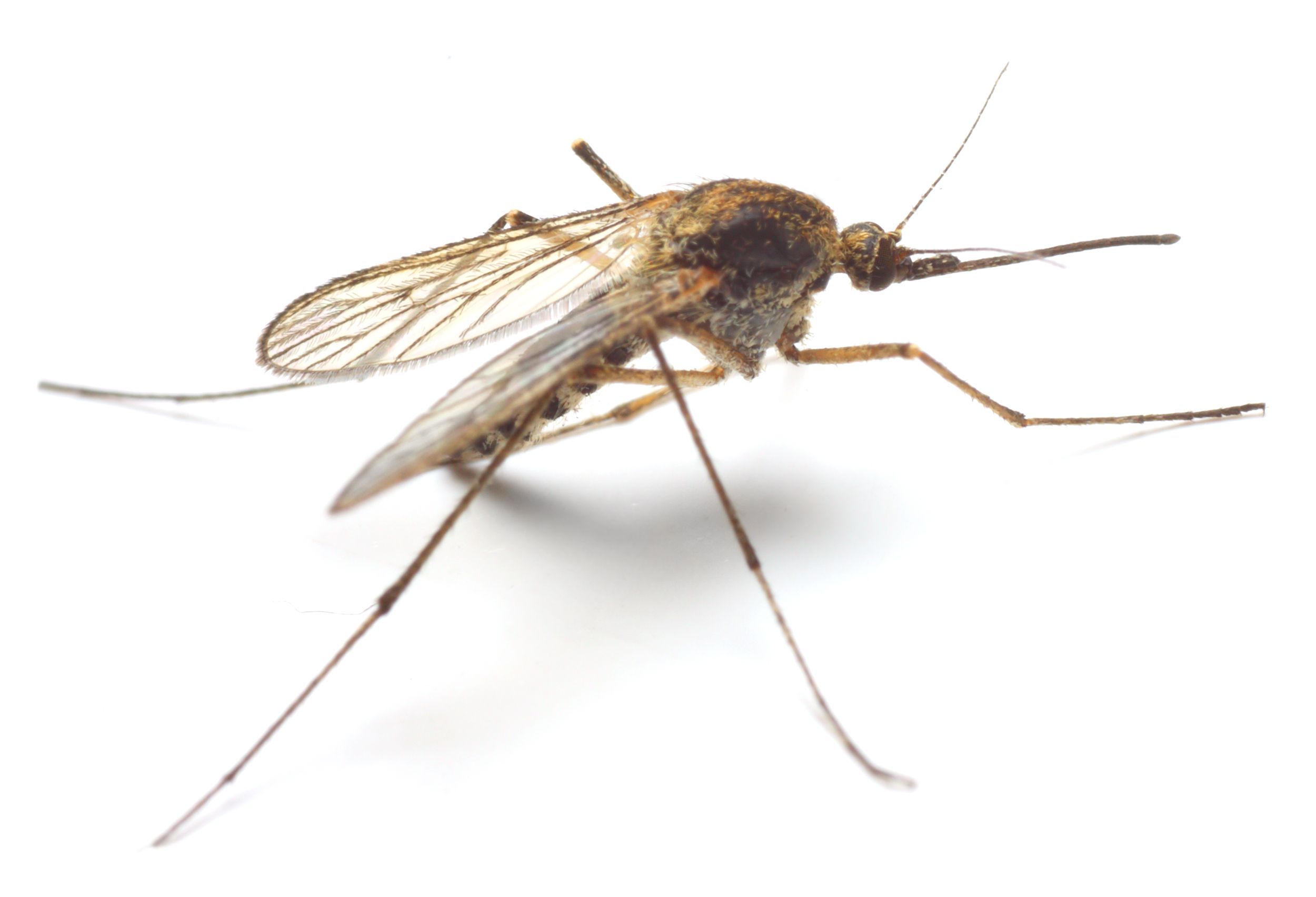  Mosquitos pueden portar zika y chinkungunya a la vez