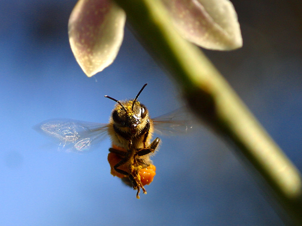  Abejas, en peligro de extinción