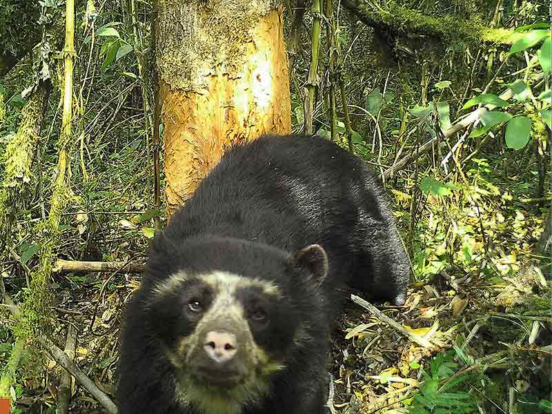  Por primera vez, captan avistamiento de oso de anteojos en la Amazonia