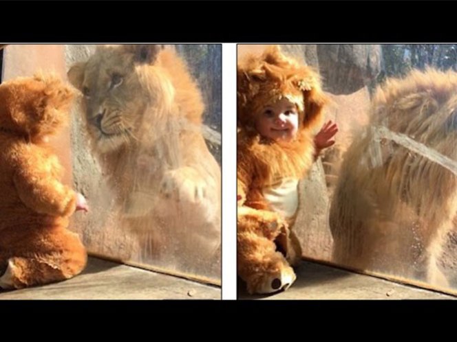  (Video) La reacción de un león al encontrarse un bebé disfrazado de cachorro