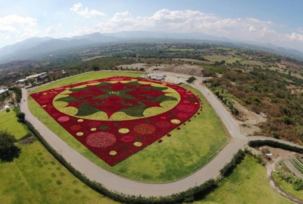  En Morelos, el tapete con Nochebuenas más grande del mundo