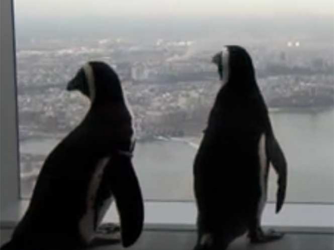  Pareja de pingüinos disfruta de la vista del WTC