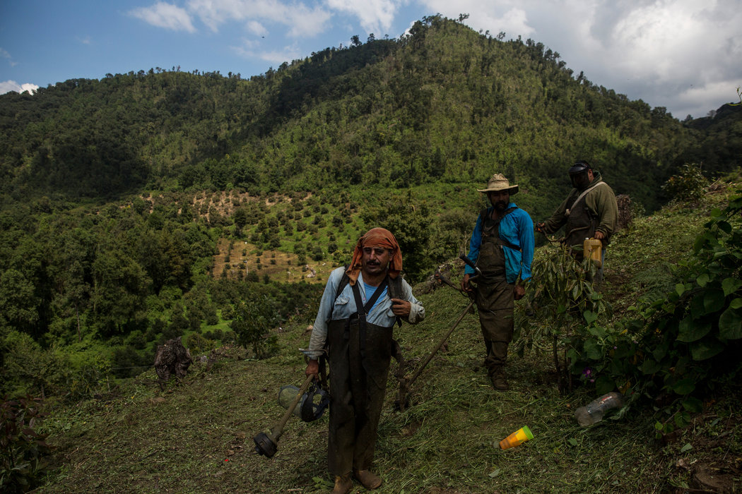  Auge del consumo de aguacate pone en peligro el hogar de las mariposas monarca en México