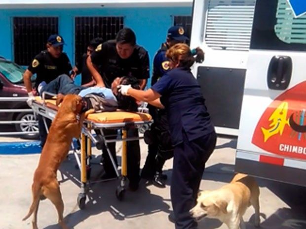  (Video) Perros auxilian a su dueño herido y lo acompañan hasta hospital en Perú