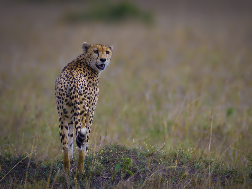  El guepardo va que vuela a su extinción; quedan 7 mil