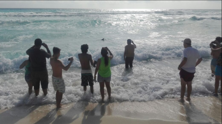  Rescatan a delfines que vararon en zona hotelera de Cancún