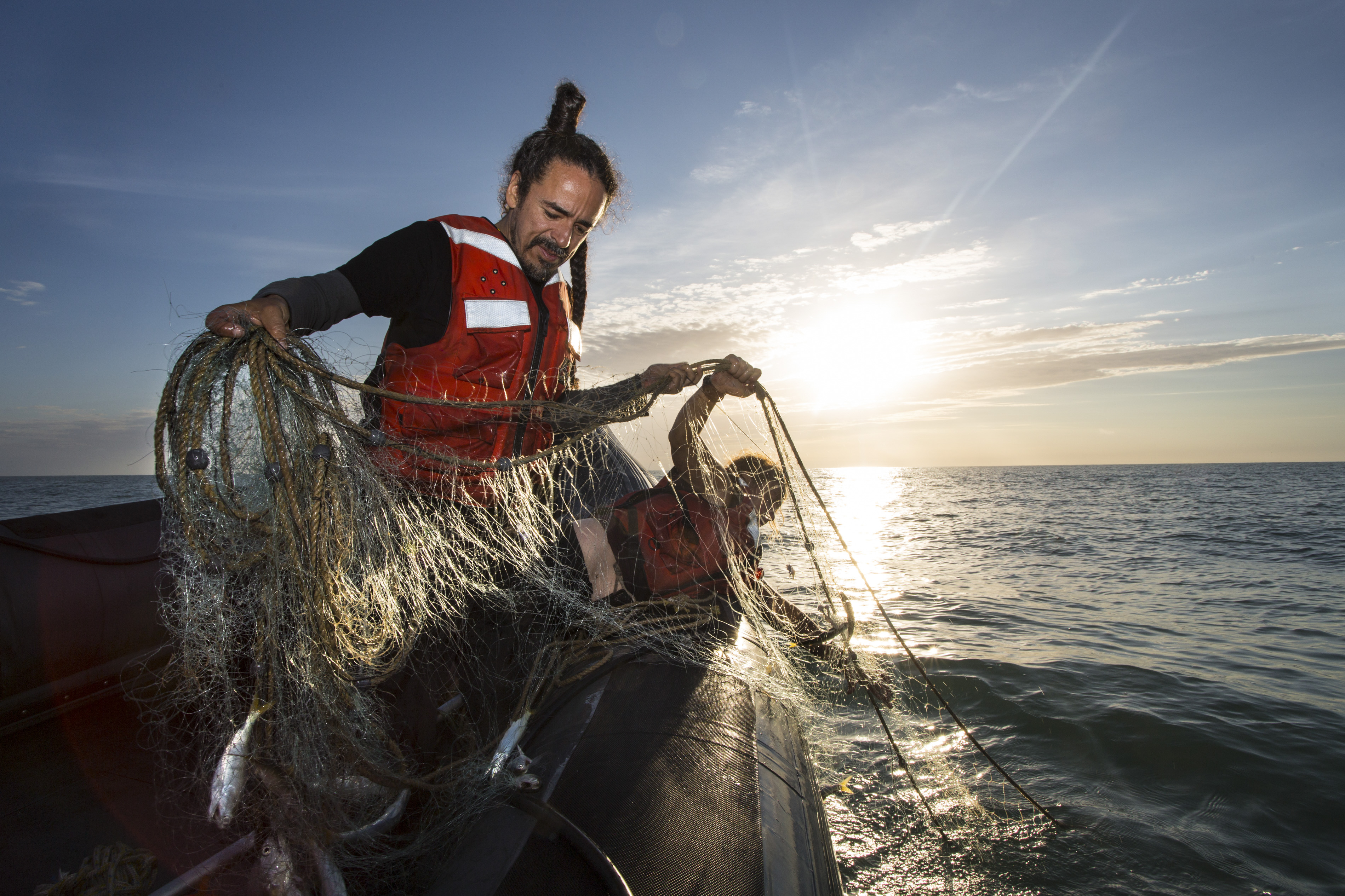  Así tratarán de salvar de la extinción a la vaquita marina