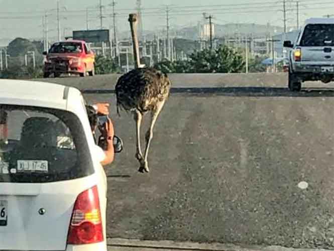  (Video) Aparece avestruz en calles de Tamaulipas y provoca euforia