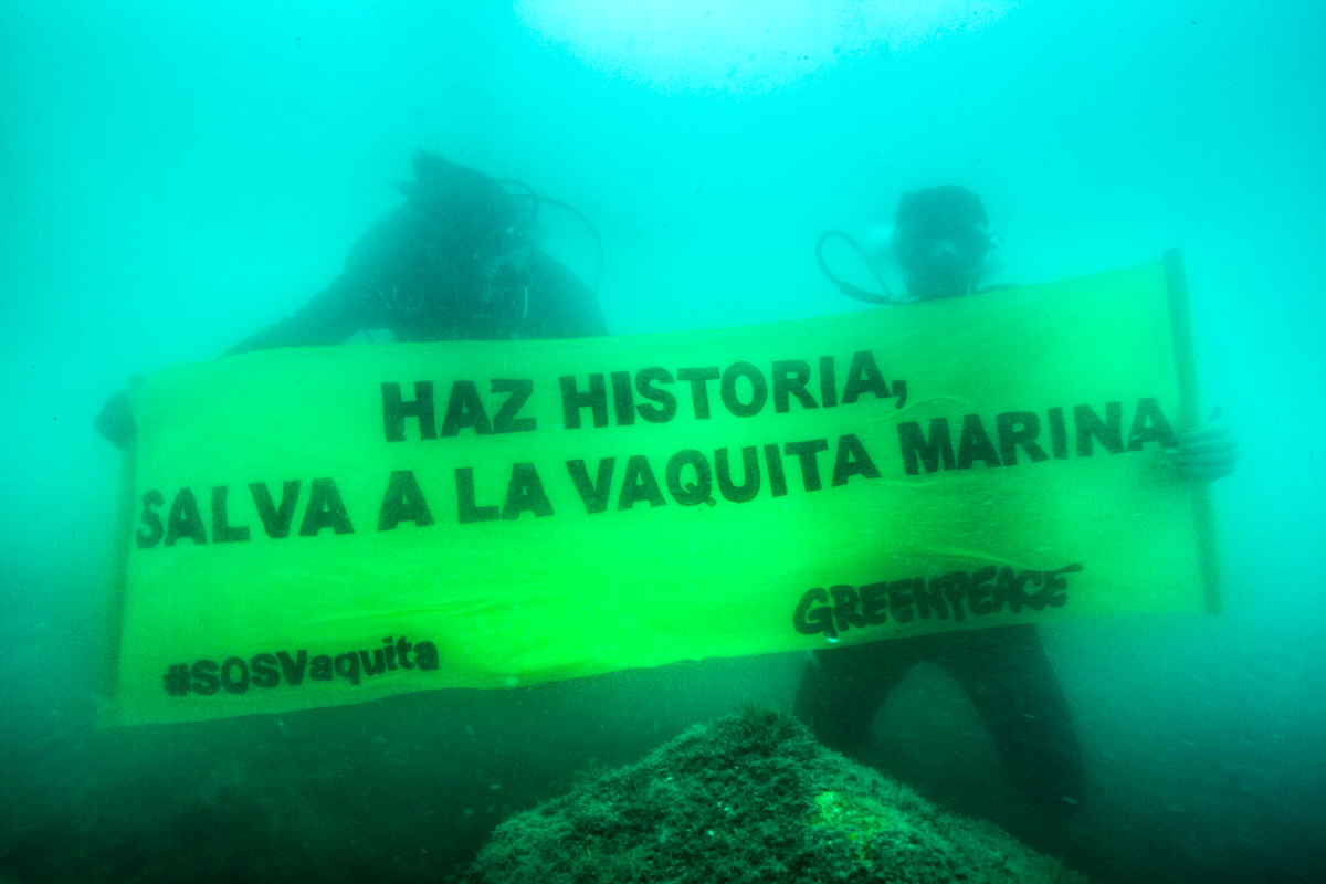  Prevén santuario temporal para proteger a vaquita marina