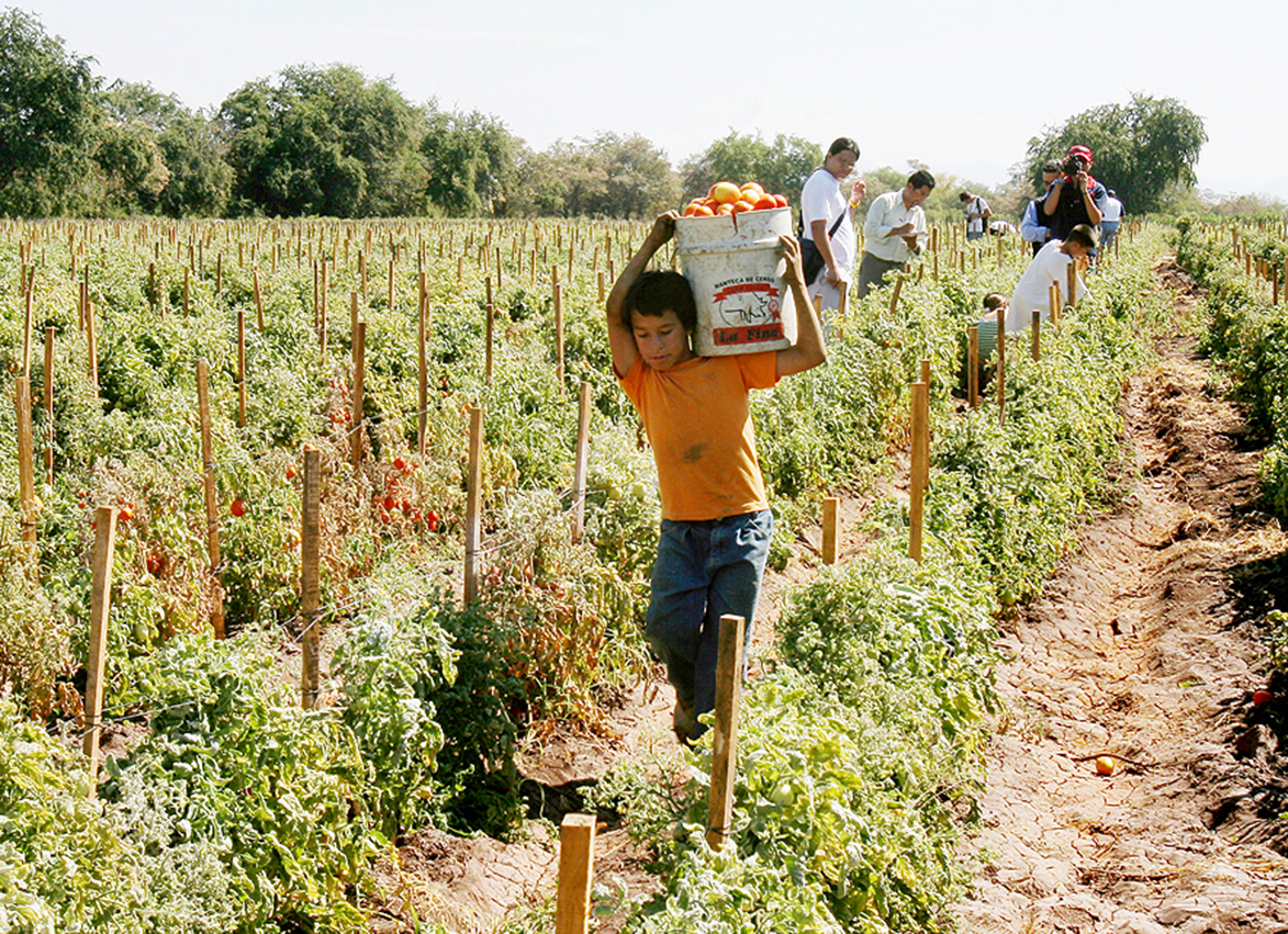  Otra recomendación de la CNDH a Carreras, ahora por trato inhumano a niños en campos agrícolas