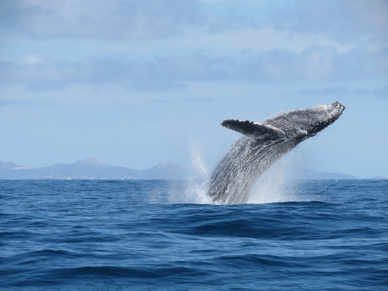  Contabilizan 347 ejemplares de ballena gris en BCS