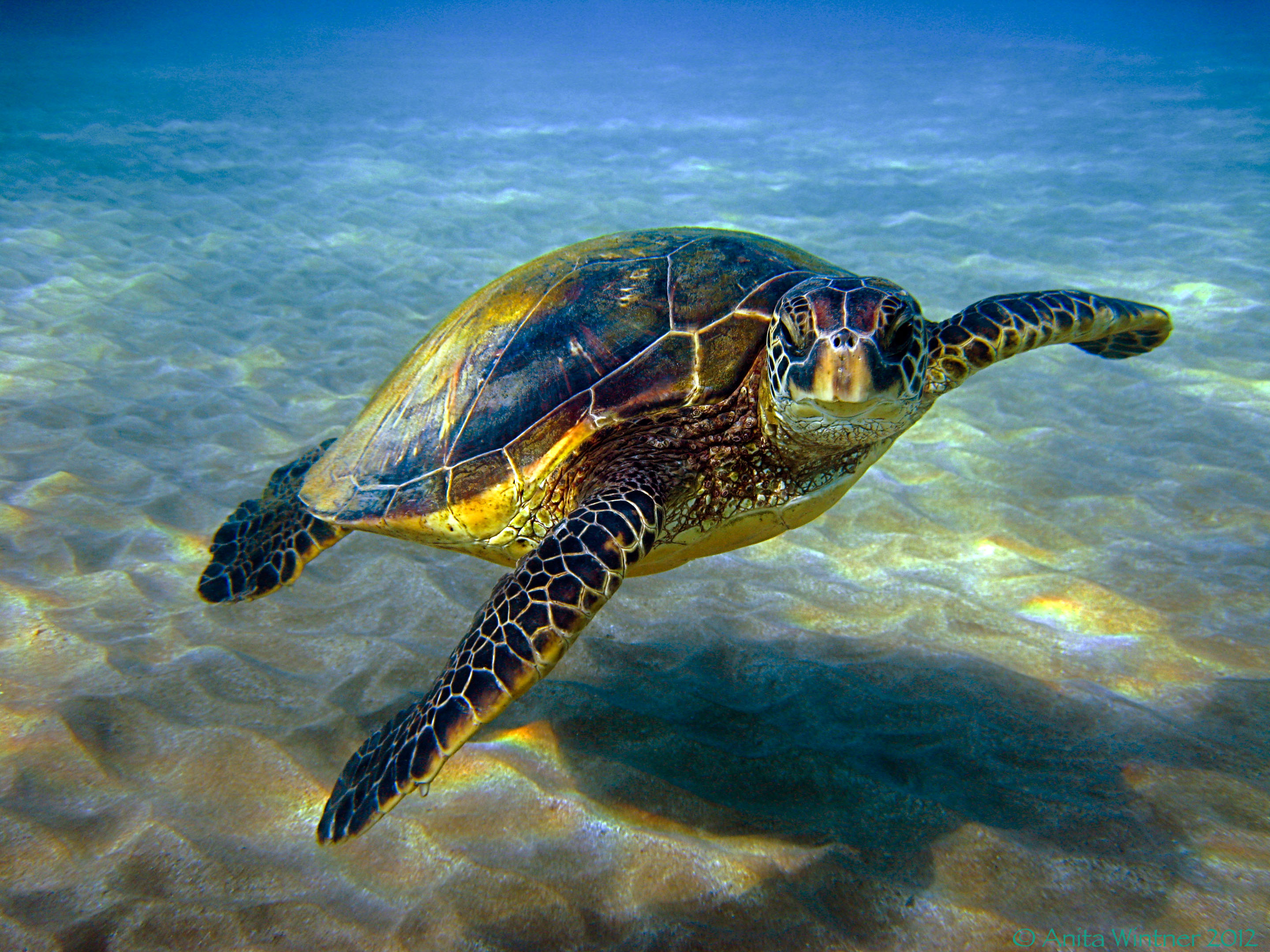  Tortugas marinas usan la posición del sol para orientarse, revela estudio