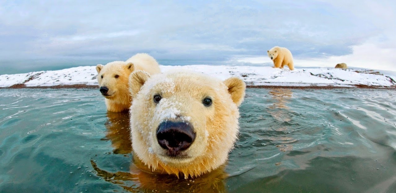 Los osos polares en 11 datos
