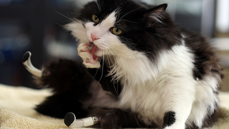  El primer gato biónico de Bulgaria vuelve a caminar gracias a dos patas de titanio