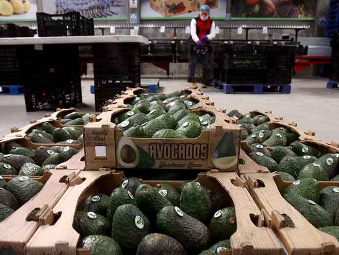  El Oro Verde de México: aguacate ‘deja más’ que las gasolinas