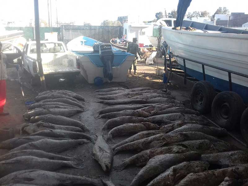  Sigue pesca ilegal de Totoaba; hallan red con 66 ejemplares muertos