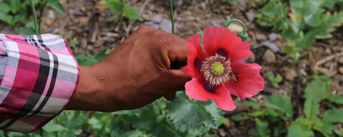  Mujeres impiden a militares destruir plantío de amapola